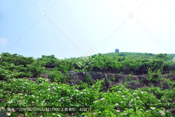 山楂園,山楂花