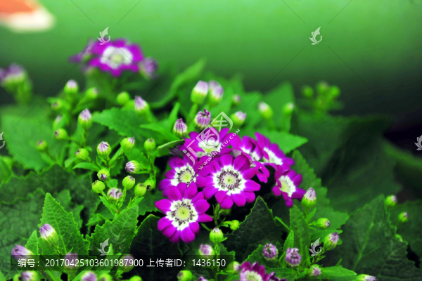 鮮花盆景