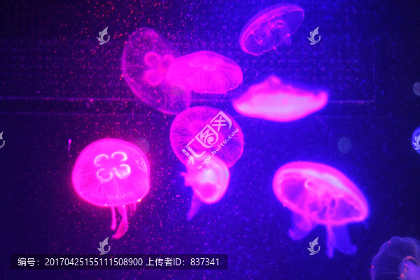 水母,（6）