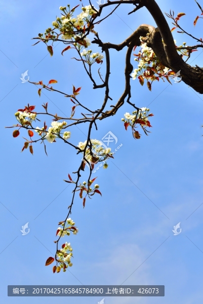 一枝梨花俏