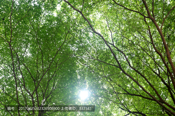 樹葉天空