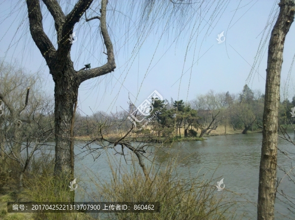 冬天公園景觀,湖水,枯枝,枯樹(shù)