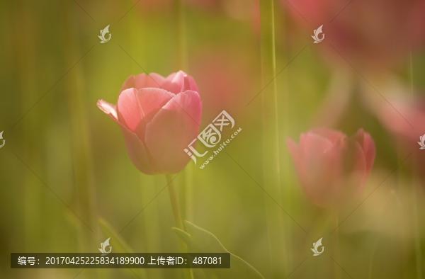 郁金香