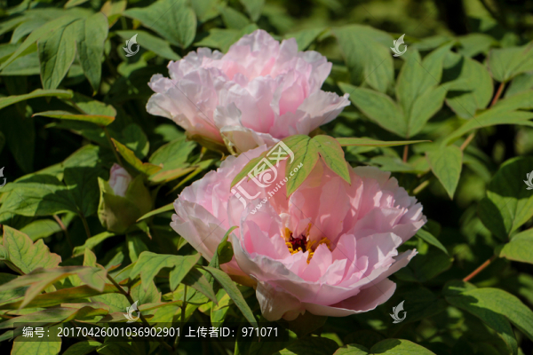 牡丹花