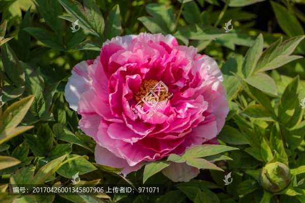 牡丹花