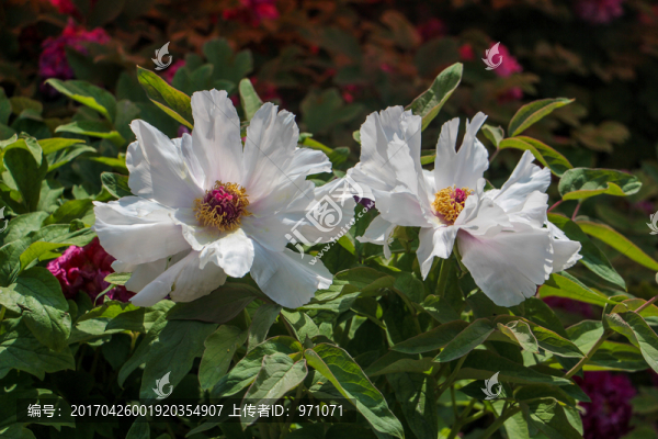 洛陽(yáng)牡丹