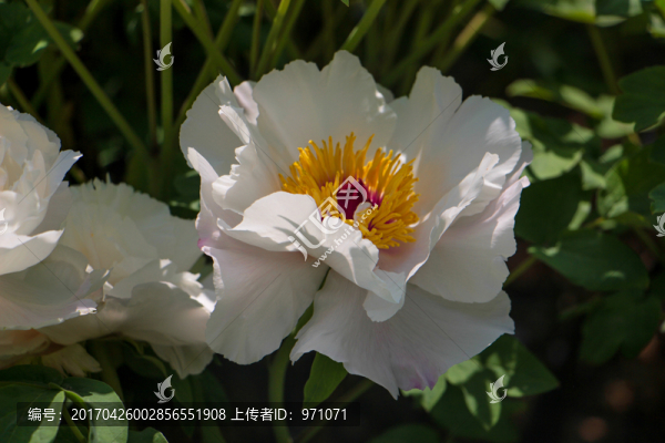 牡丹花