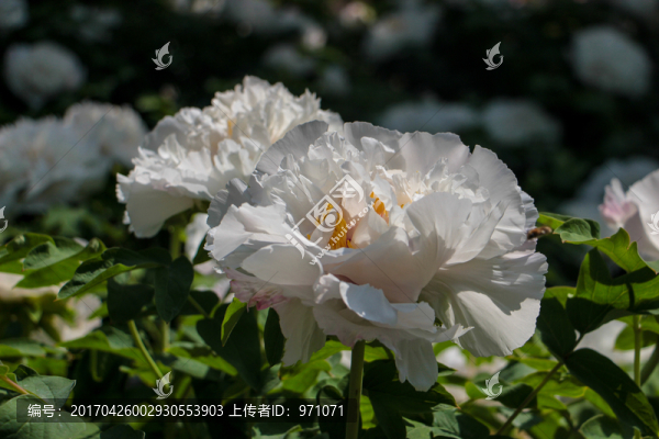 牡丹花