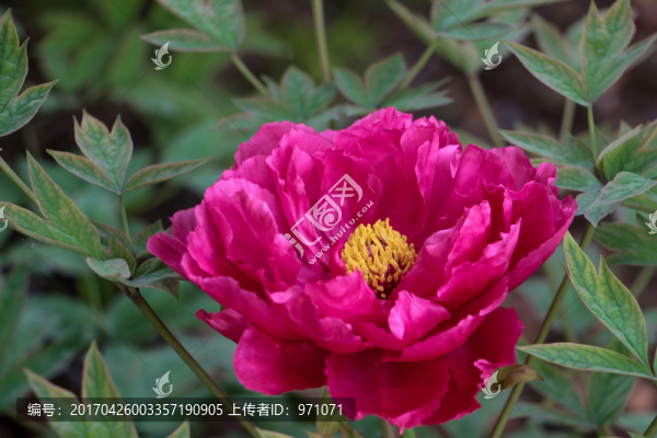 洛陽牡丹