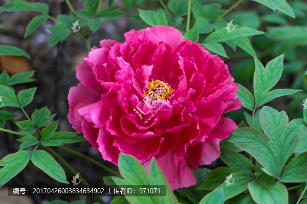 洛陽(yáng)牡丹