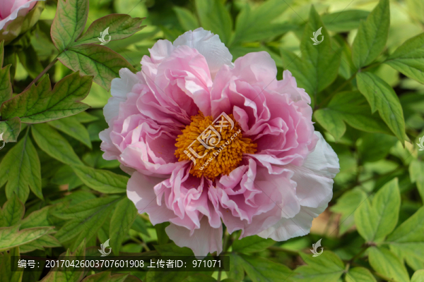 洛陽牡丹