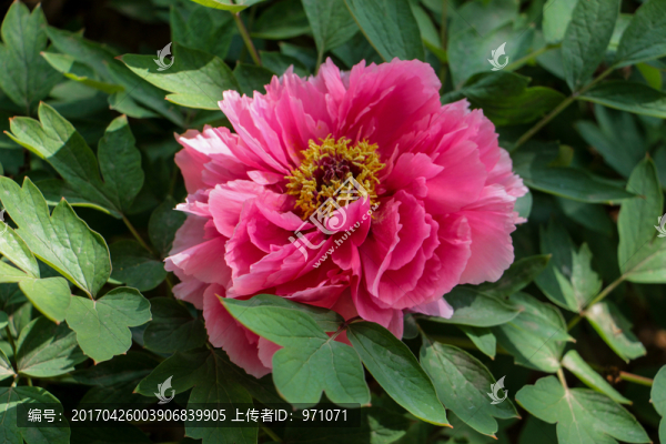 洛陽牡丹花