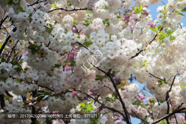 櫻花
