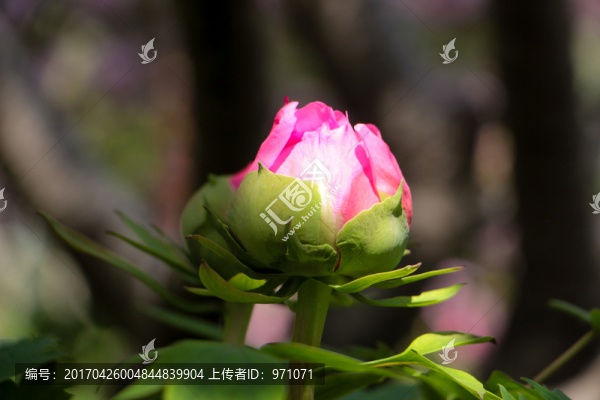 洛陽(yáng)玫瑰