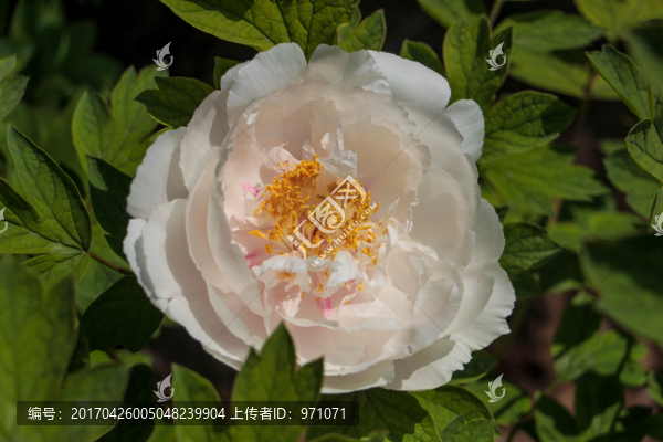 洛陽玫瑰