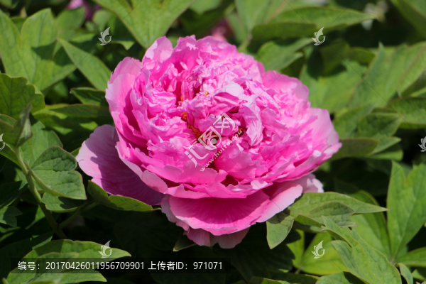 洛陽(yáng)牡丹