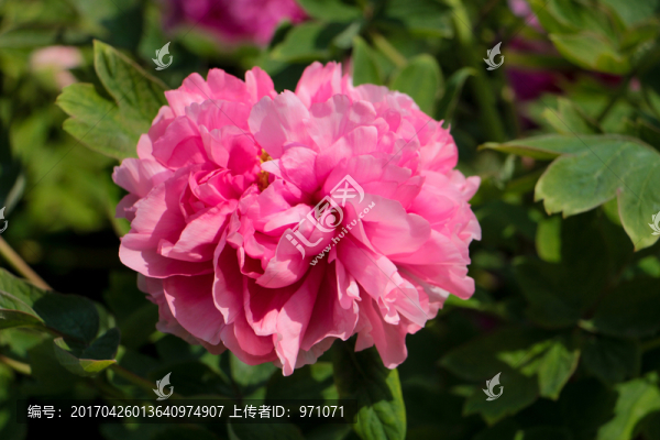 牡丹花
