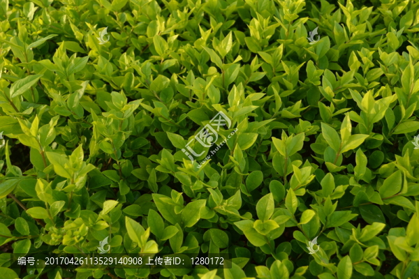 綠葉植物墻,綠化帶