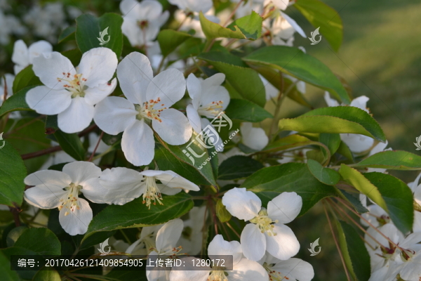 蘋果花,蘋果樹
