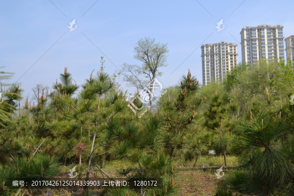 松樹林