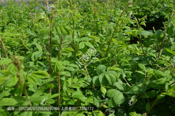 綠色植物,植物墻