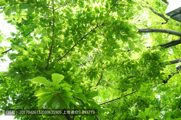 樹林