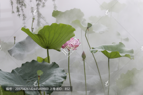 荷,韻