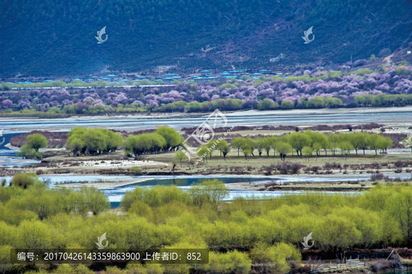 林芝春色無限