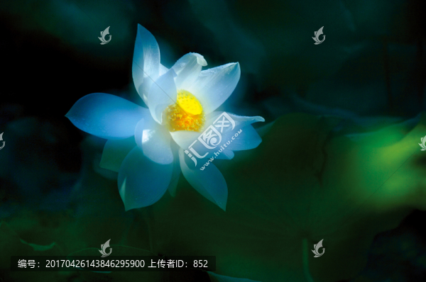 荷花枝招展
