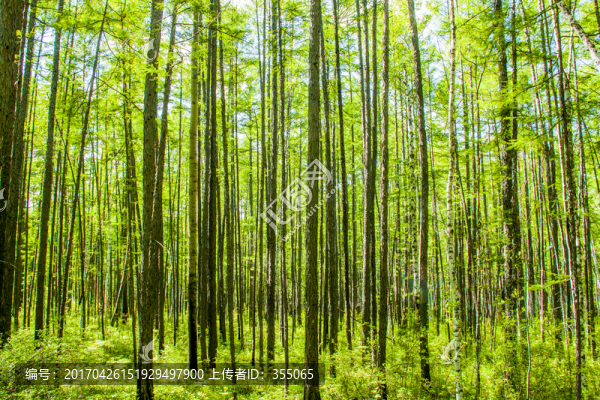 漠河