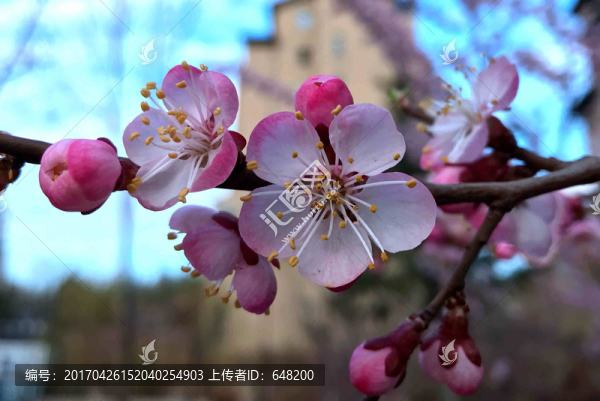桃花