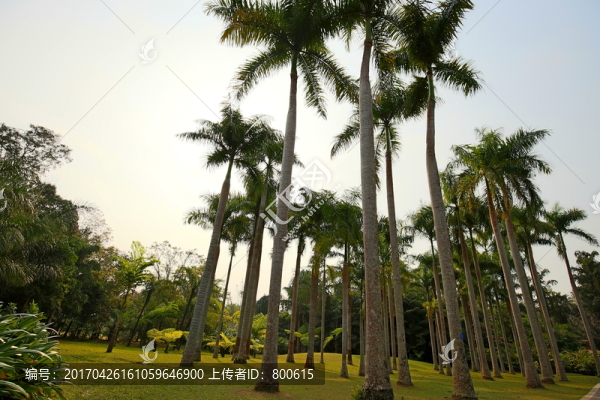 椰子樹林