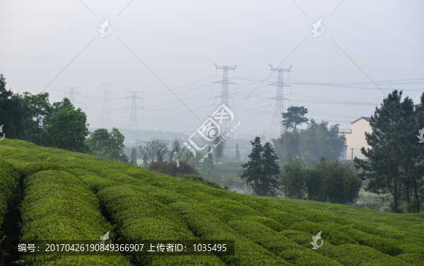 茶園