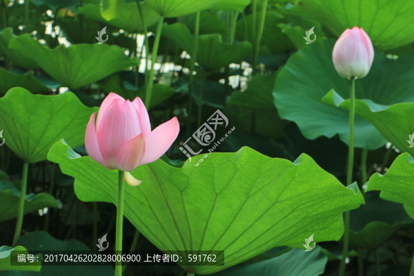 荷花