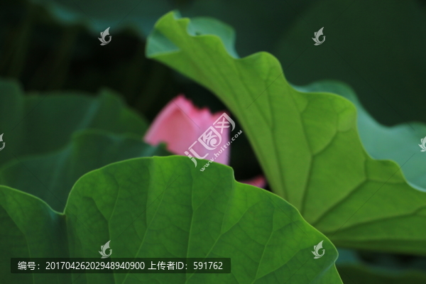 荷花,植物,荷葉,放松,花蕾