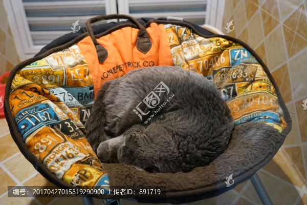 寵物貓