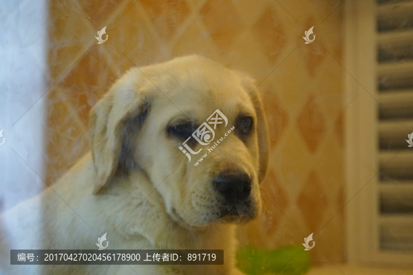 寵物狗,布拉狗