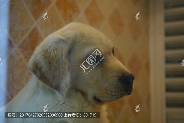 寵物狗,布拉