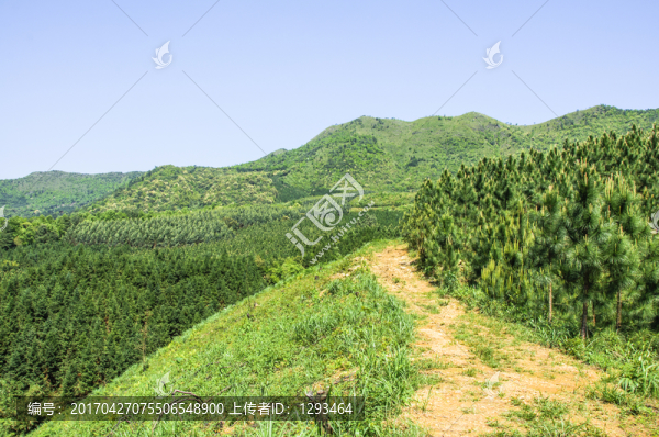 林中小道