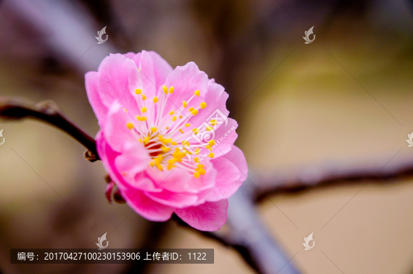 梅花