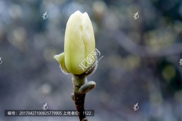 玉蘭花