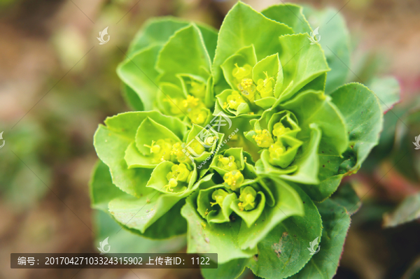 小花