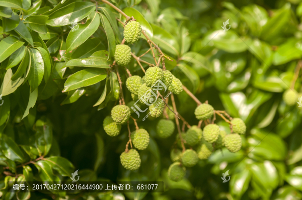 荔枝