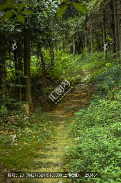 山嶺小路