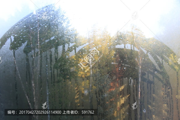 森林植被