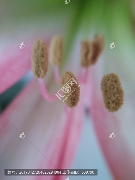 花蕊