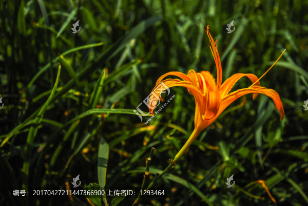 萱草,忘憂草