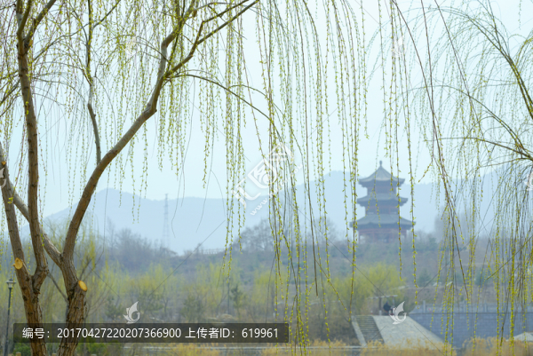 春天柳枝