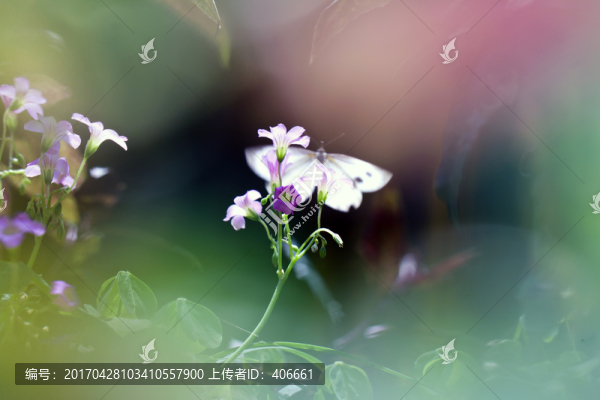 酢漿草