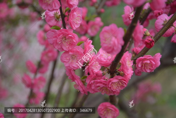 桃花